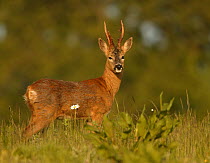 Roe deer (Capreolus capreolus) buck, portrait, UK