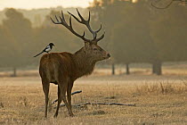 Red deer (Cervus elaphus) old stag with magpie standing on its back, Richmond Park, London, UK