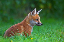 RF- Red fox (Vulpes vulpes) cub sitting outside earth, UK. (This image may be licensed either as rights managed or royalty free.)
