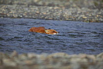 North American red fox (Vulpes vulpes fulva) swimming across river, Alaska, USA