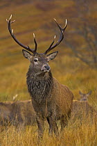 Red deer (Cervus elaphus) stag during annual rut with hinds, Scottish highlands, UK