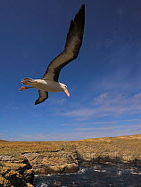 Black-browed albatross (Thalassarche melanophrys) flying over coastal habitat, Falkland Islands