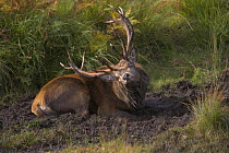 Red deer (Cervus elaphus) stag scent marking mud with urine during rut, Scottish Highlands, UK