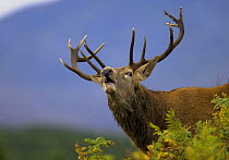 Red deer (Cervus elaphus) stag calling to hinds during rut, Scottish Highlands, UK