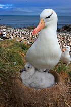 Black-browed albatross (Thalassarche melanophrys) with chick on nest, part of a large colony, Steeple Jason, Falkland Islands