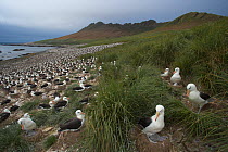 Black-browed albatross (Thalassarche melanophrys) nesting colony, Steeple Jason, Falkland Islands