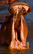 RF- Hippopotamus (Hippopotamus amphibius) threat display, South Luangwa National Park, Zambia. (This image may be licensed either as rights managed or royalty free.)