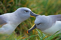 Grey-headed albatross (Thalassarche / Diomedea chrysostoma) pair bonding, South Georgia