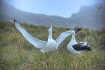 RF- Wandering albatross (Diomedea exulans) pair bonding, South Georgia. (This image may be licensed either as rights managed or royalty free.)