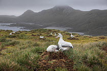 Wandering albatross (Diomedea exulans) pairs at nest sites, South Georgia