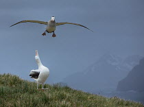 Wandering albatross (Diomedea exulans) flying with another looking up, South Georgia
