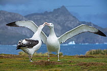 Wandering albatross (Diomedea exulans) pair bonding, South Georgia