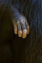 Chimpanzee (Pan troglodytes) hand of young on mother, Mahale NP, Tanzania