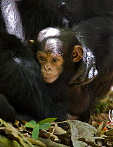 Chimpanzee (Pan troglodytes) young in mothers arms, Mahale NP, Tanzania