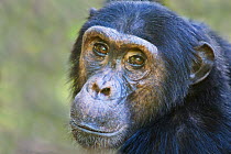 Chimpanzee (Pan troglodytes) portrait, Mahale NP, Tanzania