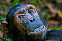 RF- Chimpanzee (Pan troglodytes) with a mouth full of berries, Mahale National Park, Tanzania. Endangered species. (This image may be licensed either as rights managed or royalty free.)
