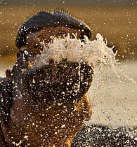 Hippopotamus (Hippopotamus amphibius) fighting with water spraying out of its mouth, Katavi NP, Tanzania