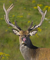 Red deer (Cervus elaphus) stag with antlers in velvet licking nose, Scottish highlands, UK