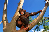 RF- Chimpanzee (Pan troglodytes) sitting in tree, captive, Chimfunshi Orphanage, Zambia. Endangered species. (This image may be licensed either as rights managed or royalty free.)