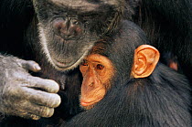 Chimpanzee (Pan troglodytes) mother with youngster, captive, Chimfunshi Orphanage, Zambia. (non-ex).