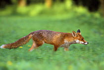 European red fox (Vulpes vulpes) hunting, UK