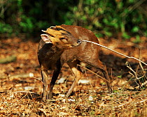Chinese / Reeves Muntjac deer (Muntiacus reevesi) scent marking a stick in its territory, UK