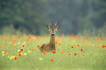 Roe deer (Capreolus capreolus) buck in poppy field during rut, Wiltshire, UK