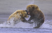 Two Grizzly bears (Ursus arctos horribilis) fighting over salmon, Katmai, Alaska (non-ex)