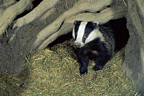European badger (Meles meles) in underground sett,  UK (non-ex)