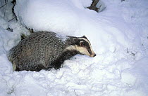 European badger (Meles meles) emerging from den in late spring snowfall, UK (non-ex)