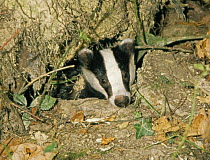 European badger (Meles meles) in old sett, UK (non-ex)