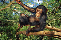 Chimpanzee (Pan troglodytes) resting in tree, captive, Chimfunshi Orphanage, Zambia (non-ex)