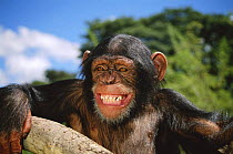 Chimpanzee (Pan troglodytes) fear grin, captive, Chimfunshi Orphanage, Zambia (non-ex)