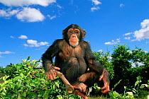 RF- Chimpanzee (Pan troglodytes) sitting at the top of a tree, captive, Chimfunshi Orphanage, Zambia. Endangered species. (This image may be licensed either as rights managed or royalty free.)