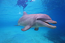 Bottlenosed dolphin (Tursiops truncatus) underwater, Caribbean (non-ex)