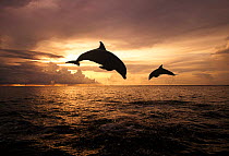 Two Bottlenosed dolphins (Tursiops truncatus) jumping at sunset, Caribbean (non-ex)
