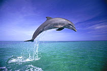 Bottlenosed dolphin (Tursiops truncatus) jumping, Caribbean (non-ex)