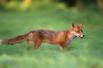 European red fox (Vulpes vulpes) hunting, UK (non-ex)
