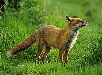 European red fox (Vulpes vulpes) smelling air, UK (non-ex)