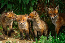 RF- Four European red fox (Vulpes vulpes) cubs playing outside earth, UK. (This image may be licensed either as rights managed or royalty free.)