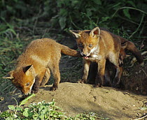 European red fox (Vulpes vulpes) cubs playing outside earth, UK (non-ex)