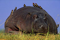 Hippopotamus (Hippopotamus amphibius) asleep with oxpeckers on its back, Botswana (non-ex)