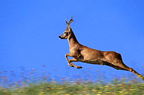 Roe deer (Capreolus capreolus) buck chasing female during rut, Wiltshire, UK (non-ex)
