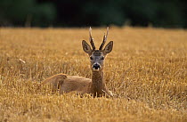 Roe deer (Capreolus capreolus) buck resting on corn stubble after rut, Wiltshire, UK (non-ex)