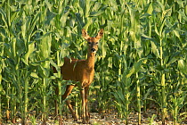 Roe deer (Capreolus capreolus) emerging from maize in cool evening, Wiltshire, UK (non-ex)