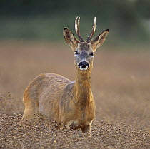 Roe deer (Capreolus capreolus) male during rut, Wiltshire, UK (non-ex)
