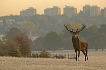 Red deer (Cervus elaphus) old stag in urban landscape, Richmond Park, London, UK (non-ex)
