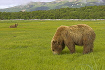 Grizzly bear (Ursus arctos horribilis) feeding whilst less dominant bear looks on, Katmai, Alaska (non-ex)