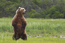 Grizzly bear (Ursus arctos horribilis) female on alert watching big male, Katmai, Alaska (non-ex)