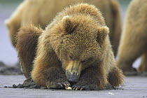 Grizzly bear (Ursus arctos horribilis) opening freshwater clam, Katmai, Alaska (non-ex)